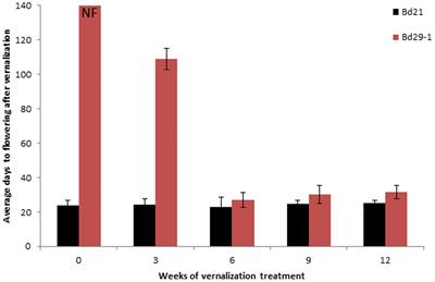 BdVRN1 Expression Confers Flowering Competency and Is Negatively Correlated with Freezing Tolerance in Brachypodium distachyon